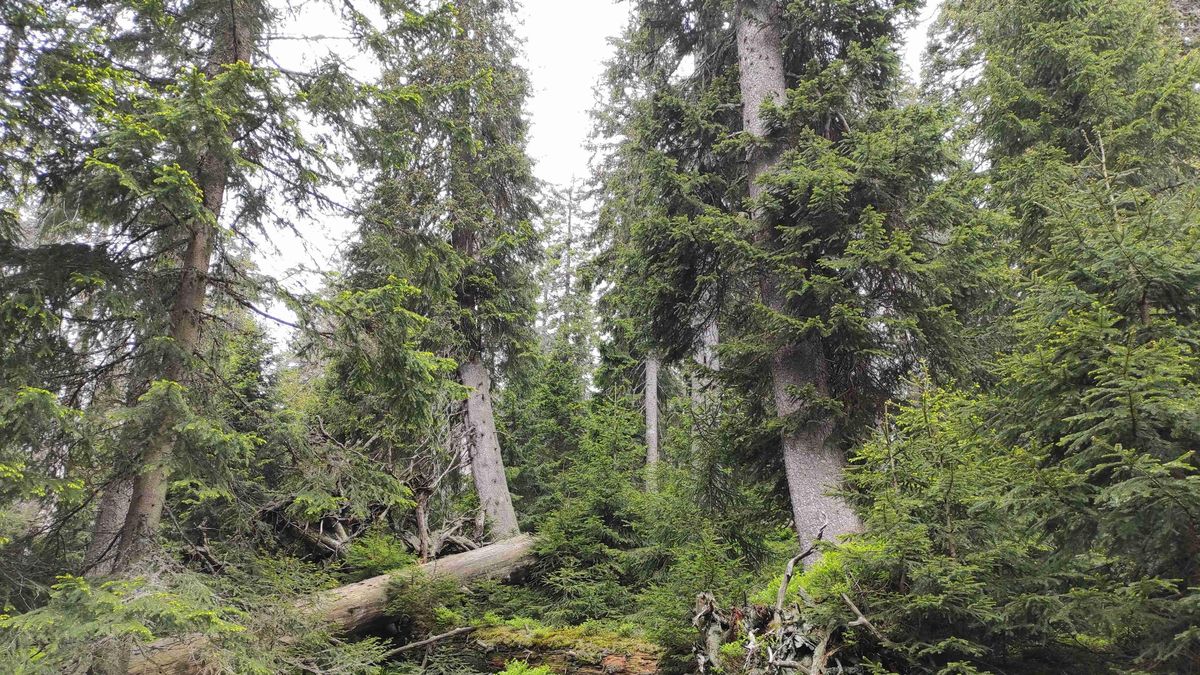 Věk nejstarších stromů na Pradědu a Králickém Sněžníku přesahuje 400 let